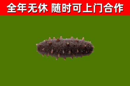汕头回收海参干